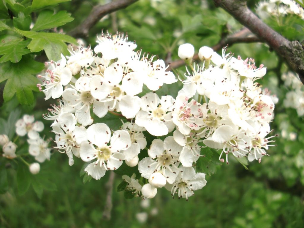 Flor del tejocote
