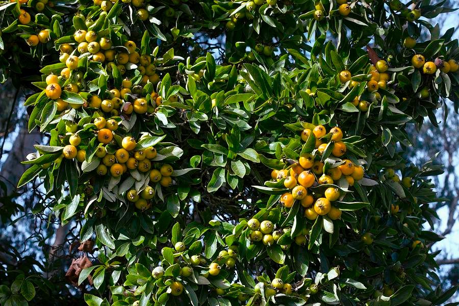 Hojas y fruto árbol tejocote