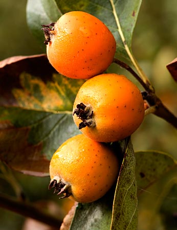 Fruta del tejocote